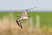 Ringed Plover (Charadrius hiaticula) in flight at the Baltic Sea, Ostholstein, Germany