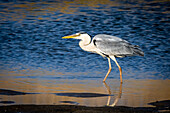 Graureiher (Ardea cinerea) im Watt an der Ostsee,  Schleswig-Holstein, Deutschland