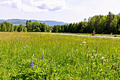 Meadow landscape with lupins on the Vltava cycle path in the Vltava Valley near Nová Pec in the Bohemian Forest in the Czech Republic