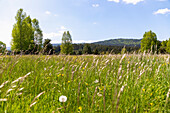 Meadow landscape near Prášily in the Šumava National Park in the Bohemian Forest in the Czech Republic