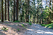 Hiking trail through the forest to Pancíř Mountain in the Šumava Biosphere Reserve near Železná Ruda in the Bohemian Forest in the Czech Republic