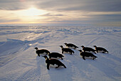 Kaiserpinguine (Aptenodytes forsteri) auf Meereis bei Sonnenuntergang, Weddellmeer, Antarktis