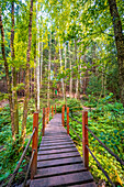 Holzbrücke im Wald am Nossengrund im Sommer, Stadtroda, Thüringen, Deutschland
