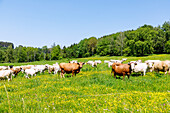 Herd of cows on a blooming flower meadow near Rožmitál na Šumavě in southern Bohemia in the Czech Republic