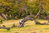 Ein knorriger alter Baum vor herbstlichen Farben in einem Wald im südlichen Patagonien, Chile, Südamerika