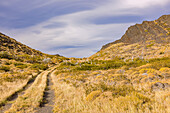 Idyllischer Feldweg mit Gräsern und Büschen in der steppenartigen Landschaft im Torres del Paine Nationalpark, Chile, Patagonien, Südamerika