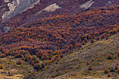 Ein Berghang mit einem Südbuchen Wald an der Torres del Paine Bergkette, Chile, Patagonien, Südamerika