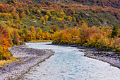 Das Flussbett vom Rio Avutardas am Lago Grey mit Südbuchen in Herbstfarben, Nationalpark Torres del Paine, Chile, Patagonien, Südamerika