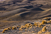 Dry yellow grass isolated against rolling brown hills in the pampas of Argentina, Patagonia, South America