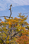 Two caracaras sit prominently on an autumn colored tree in the vastness of the landscape in Patagonia, Argentina, South America