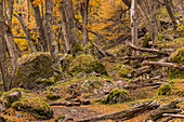 Fairytale landscape with autumn forest and rocks in Los Glaciares National Park in Argentina, Patagonia
