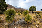 Blick auf die Berge und Yuccapalmen, Guadalupe-Mountains-Nationalpark, Texas, USA