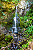 Old world forests with rivers and falls along the Merrymere Trail in Olympic National Park