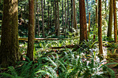 Alte Bäume im Regenwald entlang des Marymere Falls Trail, Olympic National Park, Washington, USA