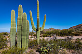 Saguaro-Kaktus (Carnegiea gigantea) in der Wüste, im Saguaro-Nationalpark, Arizona, USA