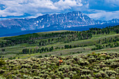 Weißwedelhirsche grasen unterhalb der Berge im Norden, Colorado Mountains, Rocky Mountains, Colorado, USA