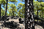 Verbrannte Kiefern am Wanderweg Ruta de los Vulcanes über Fuencaliente, Südküste, La Palma, Kanarische Inseln, Spanien