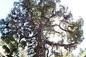 Giant pine near Fuencaliente, south coast, La Palma, Canary Islands, Spain