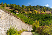 Vineyards on the Benediktusberg with the Tiertalberg nature reserve near Retzbach, Main-Spessart district, Lower Franconia, Bavaria, Germany