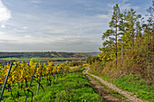 Weinberge und Landschaft beim Winzerort Randersacker am Main bei Würzburg, Landkreis Würzburg, Unterfanken, Bayern, Deutschland