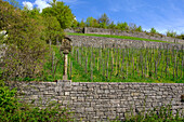 The Wengert an old vineyard in the Pfülben vineyard near the wine-growing town of Randersacker am Main near Würzburg, Würzburg district, Unterfanken, Bavaria, Germany