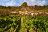 Main bluff below the vineyards of Stetten and the Main valley between Himmelstadt am Main and Karlstadt am Main, Main-Spessart district, Lower Franconia, Bavaria, Germany