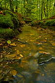 Der Erlesbach im Waldschutzgebiet Wotansborn im Naturpark Steigerwald, Rauhenebrach, Landkreis Haßberge, Unterfranken, Franken, Deutschland