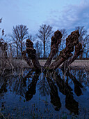 Kopfweiden (Salix) am Unkenbach im Naturschutzgebiet Grettstädter Riedwiesen im Abendlicht, Landkreis Schweinfurt, Unterfranken, Bayern, Deutschland