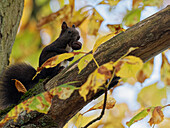 Eurasisches Eichhörnchen sitzt auf Ast mit einer Walnuss im Maul, (Sciurus vulgaris)