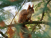 Eurasisches Eichhörnchen sitzt auf Ast, Eichkater, (Sciurus vulgaris)