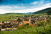 Medieval village in the vineyards, Riquewihr, Grand Est, Haut-Rhin, Alsace, France