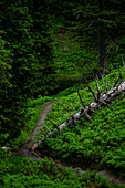 Rauris primeval forest - nature trail near Kolm-Saigurn, Rauris, Hohe Tauern National Park, Pinzgau, Salzburg, Austria