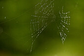 Spinnennetz mit Tautropfen, close-up
