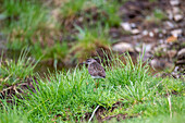 Bruchwasserläufer (Tringa grareola) bei alpinem Teich im Rauriser Tal, Nationalpark Hohe Tauern, Pinzgau, Salzburg, Österreich