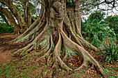 Stamm und Wurzeln eines Ficusbaumes (Ficus Cotinifolius), Botanischer Garten, Durban, Südafrika