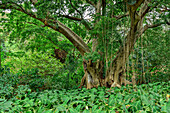 Tropischer Urwald im Botanischen Garten, Durban, Südafrika