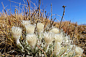 Weiß blühende Strohblumen, Shebas Breasts, Lotheni, Drakensberge, Kwa Zulu Natal, Maloti-Drakensberg, Südafrika
