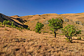Blick auf Drakensberge mit Protea-Bäumen, Shebas Breasts, Lotheni, Drakensberge, Kwa Zulu Natal, Maloti-Drakensberg, Südafrika