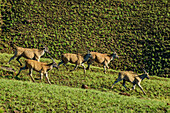 Flüchtende Elenantilopen, Lotheni, Drakensberge, Kwa Zulu Natal, Maloti-Drakensberg, Südafrika