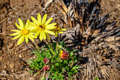 Gelb blühende Korbblütler (Asteracea), Valley View, Lotheni, Drakensberge, Kwa Zulu Natal, Maloti-Drakensberg, Südafrika