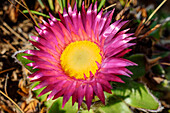 Rosa blühende Strohblume, Valley View, Lotheni, Drakensberge, Kwa Zulu Natal, Maloti-Drakensberg, Südafrika