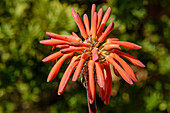 Red flowering Red hot poker, Kniphofia, Giant's Castle, Drakensberg Mountains, Kwa Zulu Natal, Maloti-Drakensberg UNESCO World Heritage Site, South Africa