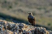 Red-winged Starling, Giant's Castle, Drakensberg Mountains, Kwa Zulu Natal, Maloti-Drakensberg World Heritage Site, South Africa