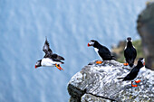 Puffin taking off from a rock platform with several birds, puffin, Fratercula arctica, Runde bird island, Atlantic Ocean, Moere and Romsdal, Norway
