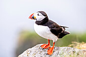 Portrait of Puffin, Puffin, Fratercula arctica, Runde Bird Island, Atlantic Ocean, Moere and Romsdal, Norway