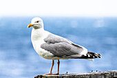Portrait of a seagull in front of the blue sea, Atlantic, Norway