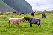 Schafe auf der Vogelinsel 'Runde', Atlantik, Provinz Moere og Romsdal, Vestlandet, Norwegen