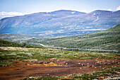 Blick auf die Europastrasse 6 bei Hjerkinn und Berglandschaft, Dovre, Dovrefjell-Sunndalsfjella National Park, Tverrfjellhytja, Region Oppland, Innlandet, Norwegen