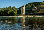 Mouse Tower in Bingen with a swan on the Rhine in the morning light, in the background the ruins of Ehrenfels Castle, Upper Middle Rhine Valley, Rhineland-Palatinate and Hesse, Germany
