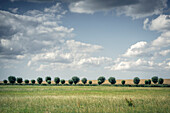 Baumreihe auf einem Feld unter blauem Himmel, Nendorp, Rheiderland, Ostfriesland, Niedersachsen, Deutschland, Europa